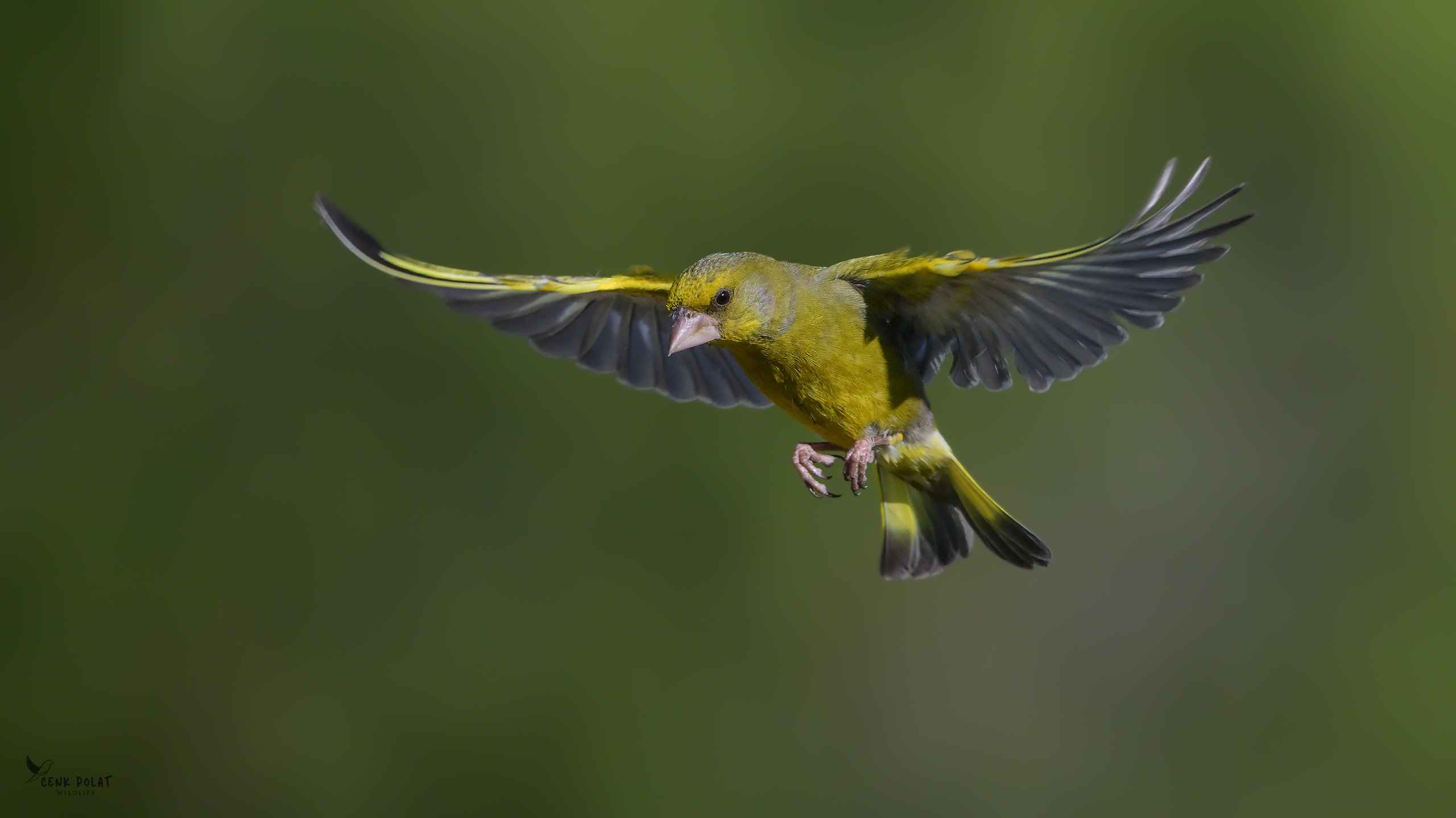 European Greenfinch